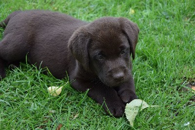 Des Fées Normandes - Labrador Retriever - Portée née le 05/05/2021